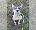 *ERICA - Female Mutt Dog for Adoption - Small photo