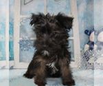 Small Photo #1 YorkiePoo Puppy For Sale in CHANUTE, KS, USA