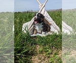 Small #11 Australian Shepherd