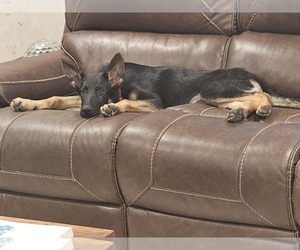 German Shepherd Dog Puppy for sale in BATESBURG-LEESVILLE, SC, USA