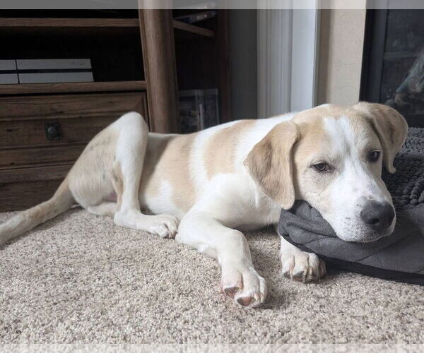 Medium Photo #3 American Pit Bull Terrier-Unknown Mix Puppy For Sale in Germantown, OH, USA