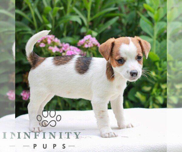 Medium Photo #3 Jack Tzu Puppy For Sale in EAST EARL, PA, USA