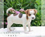 Small #2 Jack Tzu
