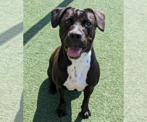 Medium Photo #8 American Pit Bull Terrier-Labrador Retriever Mix Puppy For Sale in Rockwall, TX, USA