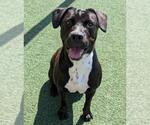 Small #7 American Pit Bull Terrier-Labrador Retriever Mix