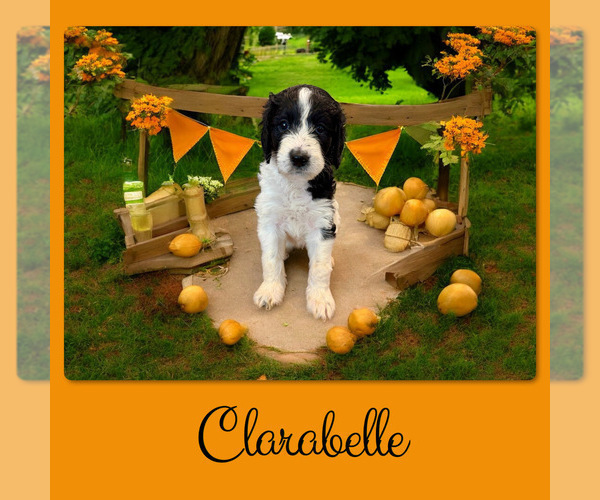 Medium Photo #12 Bernedoodle Puppy For Sale in MENIFEE, CA, USA