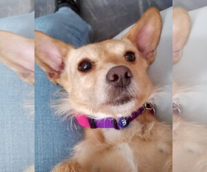 Sandy - Female Border Terrier-Chihuahua Mix Dog for Adoption - Photo #3