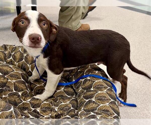 Medium Photo #1 Catahoula Leopard Dog-Unknown Mix Puppy For Sale in Santa Rosa, CA, USA