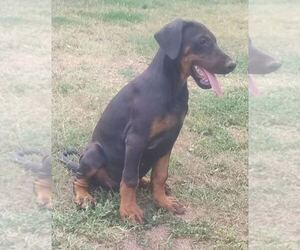 Doberman Pinscher Puppy for sale in Obrenovac, Central Serbia, Serbia