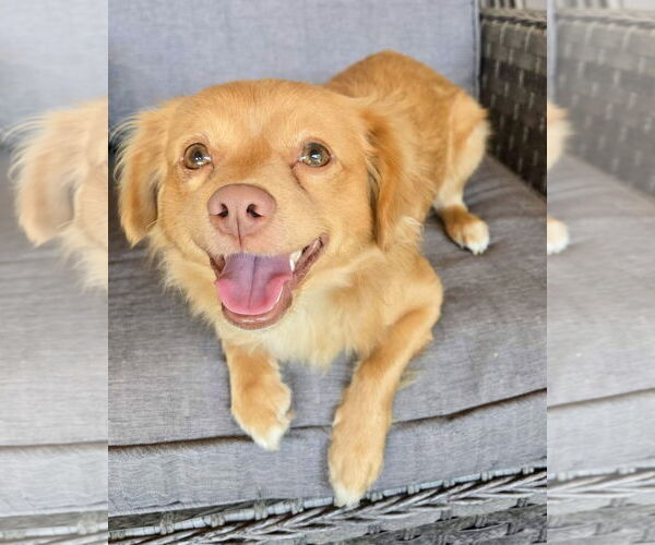 Medium Photo #5 Chihuahua-Spaniel Mix Puppy For Sale in Milwaukie, OR, USA