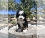 Small Photo #8 Bernedoodle (Miniature) Puppy For Sale in MENIFEE, CA, USA