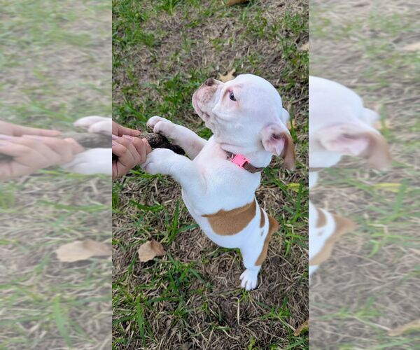 Medium Photo #6 Olde English Bulldogge Puppy For Sale in AUSTIN, TX, USA