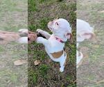 Small #5 Olde English Bulldogge