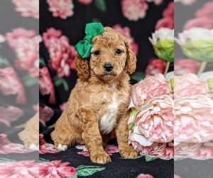 Cavapoo-Poodle (Toy) Mix Puppy for sale in RED LION, PA, USA
