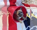 Small Photo #17 French Bulldog Puppy For Sale in AVON PARK, FL, USA