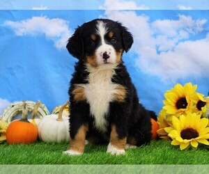 Bernese Mountain Dog Puppy for sale in FREDERICKSBG, OH, USA