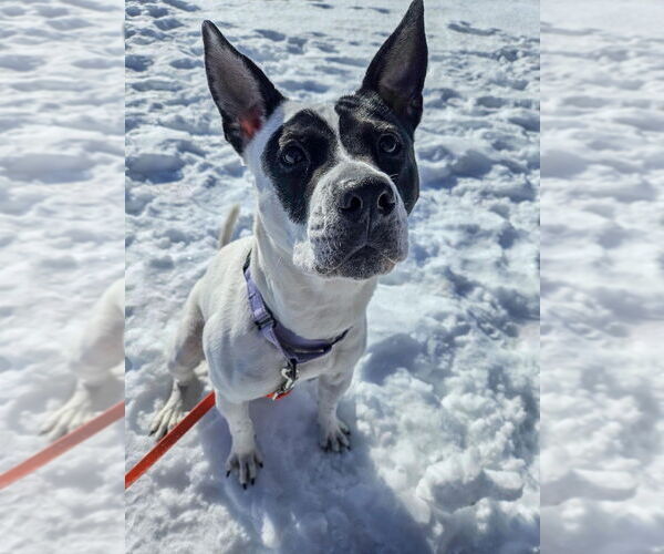 Medium Photo #24 Mutt Puppy For Sale in Gloversville, NY, USA