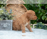 Small Photo #20 Golden Retriever Puppy For Sale in WOLCOTTVILLE, IN, USA