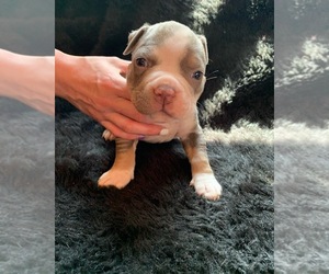 American Bully Puppy for sale in LEXINGTON, KY, USA