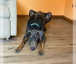 Small #1 Doberman Pinscher
