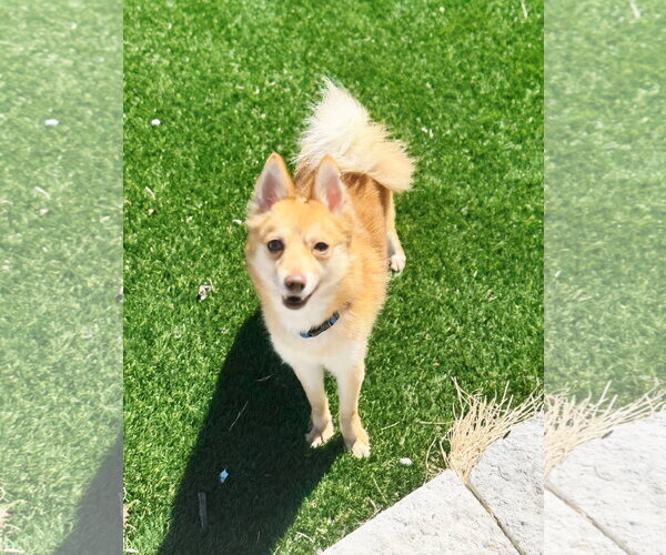 Medium Photo #1 Pomeranian-Unknown Mix Puppy For Sale in Perth Amboy, NJ, USA