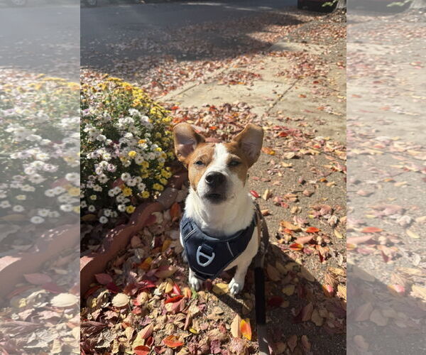 Medium Photo #41 Mutt Puppy For Sale in Philadelphia, PA, USA