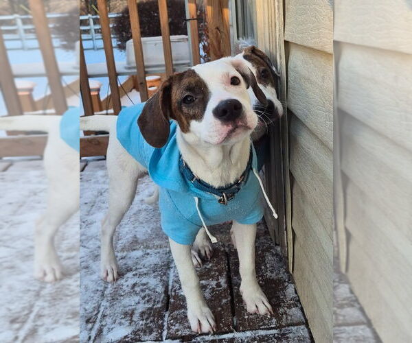 Medium Photo #1 Beagle-Unknown Mix Puppy For Sale in Techny, IL, USA