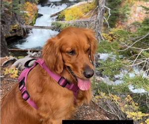 Mother of the Golden Retriever puppies born on 03/17/2025