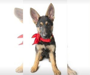 Medium German Shepherd Dog