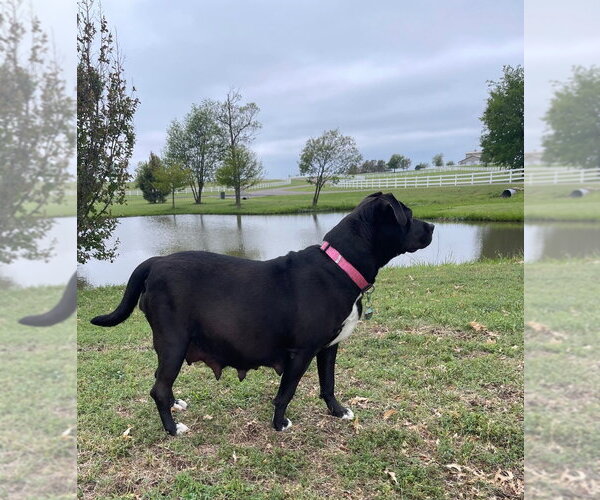Medium Photo #4 Labrador Retriever-Unknown Mix Puppy For Sale in Claremore, OK, USA