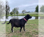Small #3 Labrador Retriever Mix