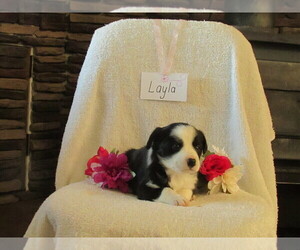 Border Collie-English Shepherd Mix Puppy for sale in SHILOH, OH, USA