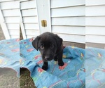Puppy Black Female Borador