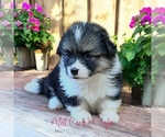 Puppy Lilly fluffy Pembroke Welsh Corgi