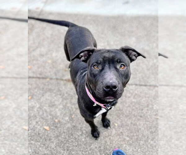 Medium Photo #14 American Pit Bull Terrier-Unknown Mix Puppy For Sale in Rockaway, NJ, USA