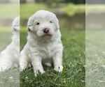 Small #4 Sheepadoodle