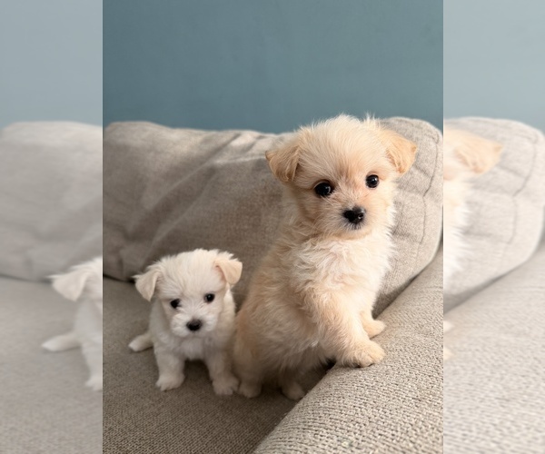 Medium Photo #8 Maltipoo (Toy) Puppy For Sale in ARCADIA, CA, USA
