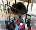 Small Photo #12 Mutt Puppy For Sale in Princeton, MN, USA