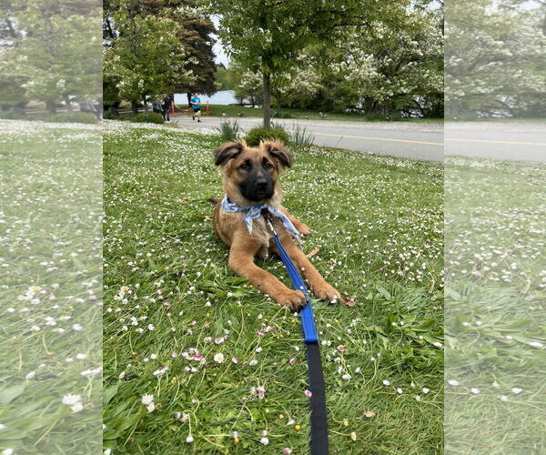 Medium Photo #8 German Shepherd Dog Puppy For Sale in Seattle, WA, USA