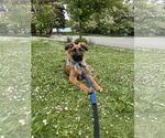 Small #7 German Shepherd Dog