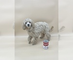 Small Photo #6 Poodle (Toy) Puppy For Sale in LONG GROVE, IL, USA