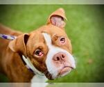 Small American Pit Bull Terrier-Bulldog Mix