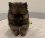 Small Photo #12 Pomeranian Puppy For Sale in SNOHOMISH, WA, USA