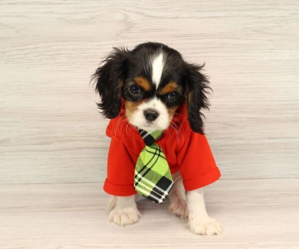 Medium Photo #6 Cavalier King Charles Spaniel Puppy For Sale in LAS VEGAS, NV, USA