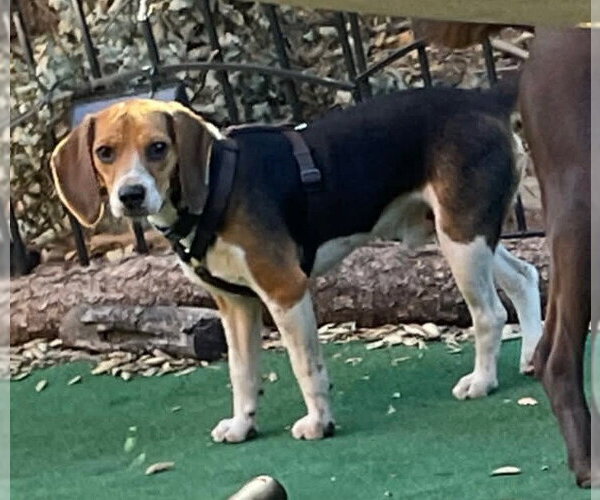 Medium Photo #1 Beagle Puppy For Sale in Oceanside, CA, USA