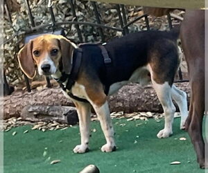 Beagle Dogs for adoption in Oceanside, CA, USA