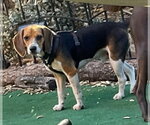 Small Beagle