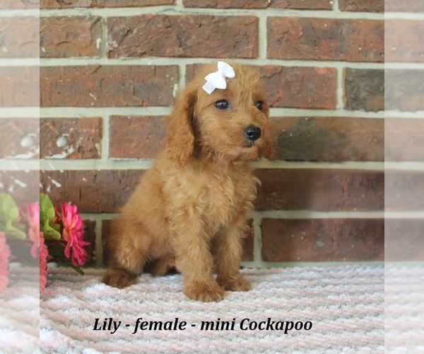 Medium Photo #2 Cockapoo (Miniature) Puppy For Sale in CLARKRANGE, TN, USA