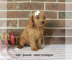 Small #1 Cockapoo (Miniature)