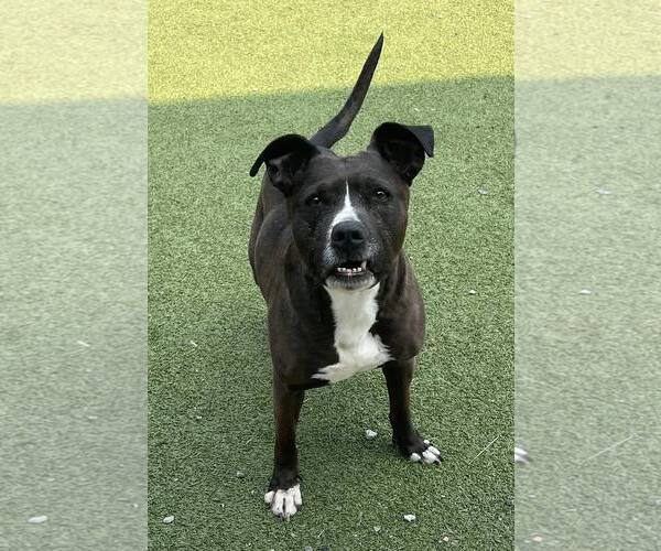 Medium Photo #5 American Pit Bull Terrier Puppy For Sale in Sykesville, MD, USA
